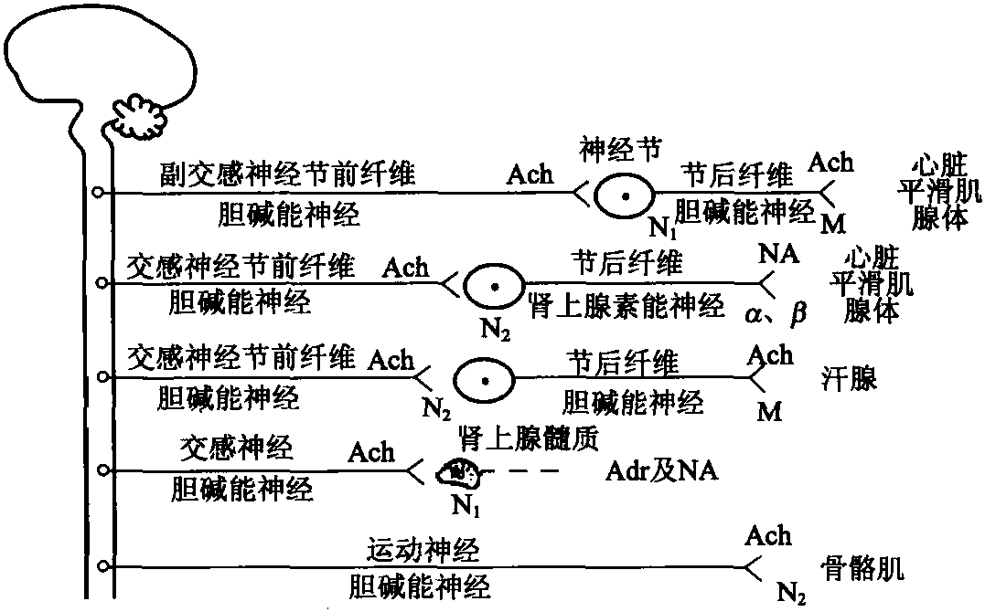 項(xiàng)目一 傳出神經(jīng)系統(tǒng)藥物概論